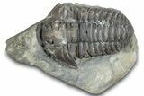 Flexicalymene Trilobite Fossil - Indiana #287625-1